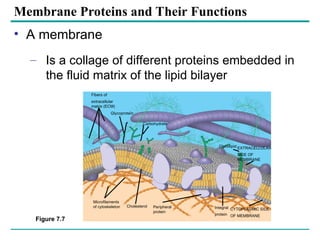 cell membrane and models discussing about the membranes bound ...