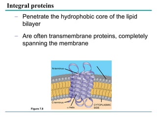cell membrane and models discussing about the membranes bound ...