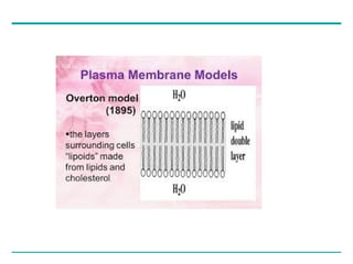 cell membrane and models discussing about the membranes bound ...
