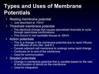Types and Uses of Membrane
Potentials
• Resting membrane potential
– Just described at -70mV
• Threshold membrane potential
– The electrical change that causes specialized channels to cycle
through open/close confirmations
– This occurs in mot excitable tissues at -55mV
• Action potentials
– This is a change in the membrane potential due to rapid influxes
and effluxes of ions (Na+ and K+)
– Causes adjacent cell membrane to undergo same rapid change
– Continues on to end of the membrane
– Used for communication
• Graded potentials
– Change in membrane potential that is variable based on the rate
of and location of stimuli on the membrane
– Used for integration
 