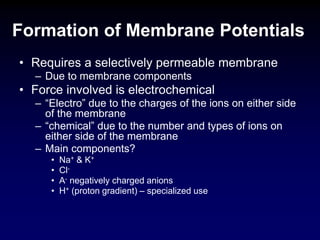 Formation of Membrane Potentials
• Requires a selectively permeable membrane
– Due to membrane components
• Force involved is electrochemical
– “Electro” due to the charges of the ions on either side
of the membrane
– “chemical” due to the number and types of ions on
either side of the membrane
– Main components?
• Na+ & K+
• Cl-
• A- negatively charged anions
• H+ (proton gradient) – specialized use
 