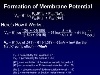 Formation of Membrane Potential
Here’s How it Works…
Vm = 61 log
PK+[K+]o + PNa+[Na+]o
PK+[K+]i + PNa+[Na+]i
PK+ = permeability for Potassium = 1
PNa+ = permeability for Sodium = .04
[K+]o = concentration of Potassium outside the cell = 5
[K+]i = concentraiton of Potassium inside the cell = 150
[Na+]o = concentration of Sodium outside the cell = 150
[Na+]i = concentration of Sodium inside the cell = 15
Vm = 61 log
1(5) + .04(150)
1(150) + .04(15)
= 61 log
5 + 6
150 + .6
= 61 log
11
150.6
Vm = 61(log of .073) = 61 (-1.37) = -69mV +1mV (for the
Na+/K+ pump effect) = -70mV
 