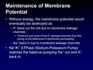 Maintenance of Membrane
Potential
• Without energy, the membrane potential would
eventually be destroyed as
– K+ leaks out the cell due to membrane leakage
channels
• There are just more of the K+ leakage channels than Na+,
giving us the difference in membrane permeability
– Na+ leaks in due to membrane leakage channels
• Na+/K+ ATPase (Sodium-Potassium Pump)
restores the balance pumping Na+ out and K+
back in.
 