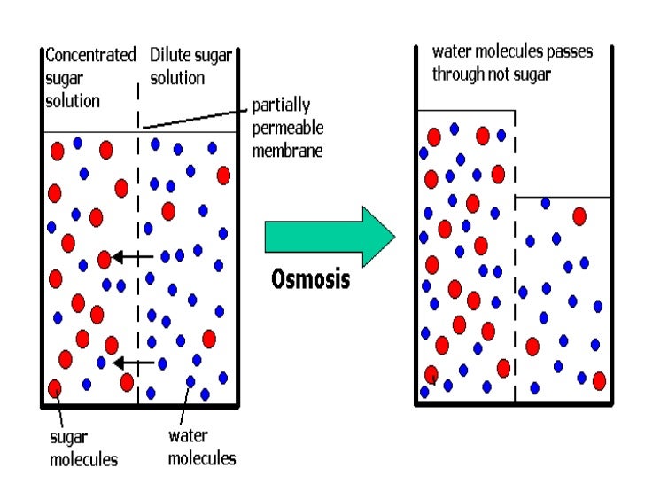 Cell membrane powerpoint diffusion and osmosis revised