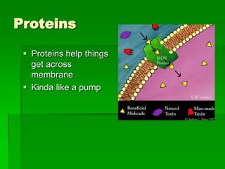 Proteins

  Proteins help things
   get across
   membrane
  Kinda like a pump
 