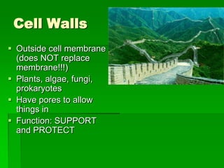 Cell Walls
 Outside cell membrane
  (does NOT replace
  membrane!!!)
 Plants, algae, fungi,
  prokaryotes
 Have pores to allow
  things in
 Function: SUPPORT
  and PROTECT
 
