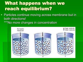 What happens when we
  reach equilibrium?
 Particles continue moving across membrane but in
  both directions!
  ***No more changes in concentration
 