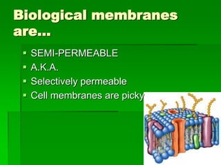 Biological membranes
are…
    SEMI-PERMEABLE
    A.K.A.
    Selectively permeable
    Cell membranes are picky
 