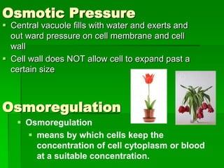 Osmotic Pressure
 Central vacuole fills with water and exerts and
  out ward pressure on cell membrane and cell
  wall
 Cell wall does NOT allow cell to expand past a
  certain size



Osmoregulation
    Osmoregulation
      means by which cells keep the
       concentration of cell cytoplasm or blood
       at a suitable concentration.
 