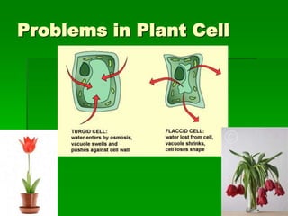 Problems in Plant Cell
 