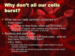 Why don’t all our cells
 burst?
 What are our cells (animal) contained in?
   Fresh water?
   No…..blood or other fluids, which are ISOTONIC
      The conc. Of sugars, salts, proteins and molecules in these
       fluids is the same as the conc. in the cell
 Bacteria and plant cells
   They DO come in contact with fresh water…what do
    they have PROTECTING them?
   CELL WALL
      Prevent cells from expanding even when there’s a lot of
       osmotic pressure
      But, cell walls are prone to injuries when there is too much
       osmotic pressure
 