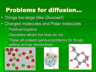 Problems for diffusion…
 Things too large (like Glucose!)
 Charged molecules and Polar molecules
   Positive/negative
   Opposites attract but likes do not…
   These all present serious problems for things
    getting across membranes…
 