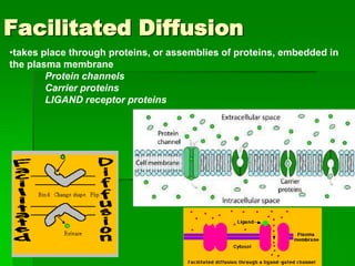 Facilitated Diffusion
•takes place through proteins, or assemblies of proteins, embedded in
the plasma membrane
        Protein channels
        Carrier proteins
        LIGAND receptor proteins
 