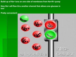 Build up of Na+ ions on one side of membrane from Na+/K+ pump

Now Na+ will flow thru another channel that allows one glucose in
too!

Pretty convenient!
 
