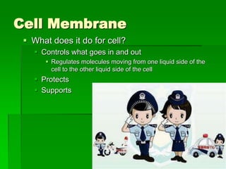 Cell Membrane
  What does it do for cell?
    Controls what goes in and out
       Regulates molecules moving from one liquid side of the
        cell to the other liquid side of the cell
    Protects
    Supports
 