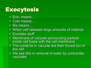 Exocytosis
  Exo- means…
  Cyto means…
  Sis means…
  When cell releases large amounts of material
  Excretes stuff
  Membrane of vacuole surrounding particle
   inside cell fuses with the cell membrane
  The contents in vacuole are then forced out of
   the cell
  We see this in removal of water by contractile
   vacuoles
 