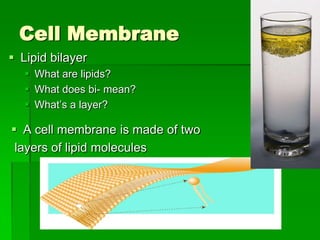 Cell Membrane
 Lipid bilayer
    What are lipids?
    What does bi- mean?
    What’s a layer?

 A cell membrane is made of two
 layers of lipid molecules
 