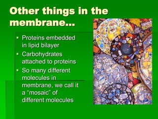 Other things in the
membrane…
  Proteins embedded
   in lipid bilayer
  Carbohydrates
   attached to proteins
  So many different
   molecules in
   membrane, we call it
   a “mosaic” of
   different molecules
 