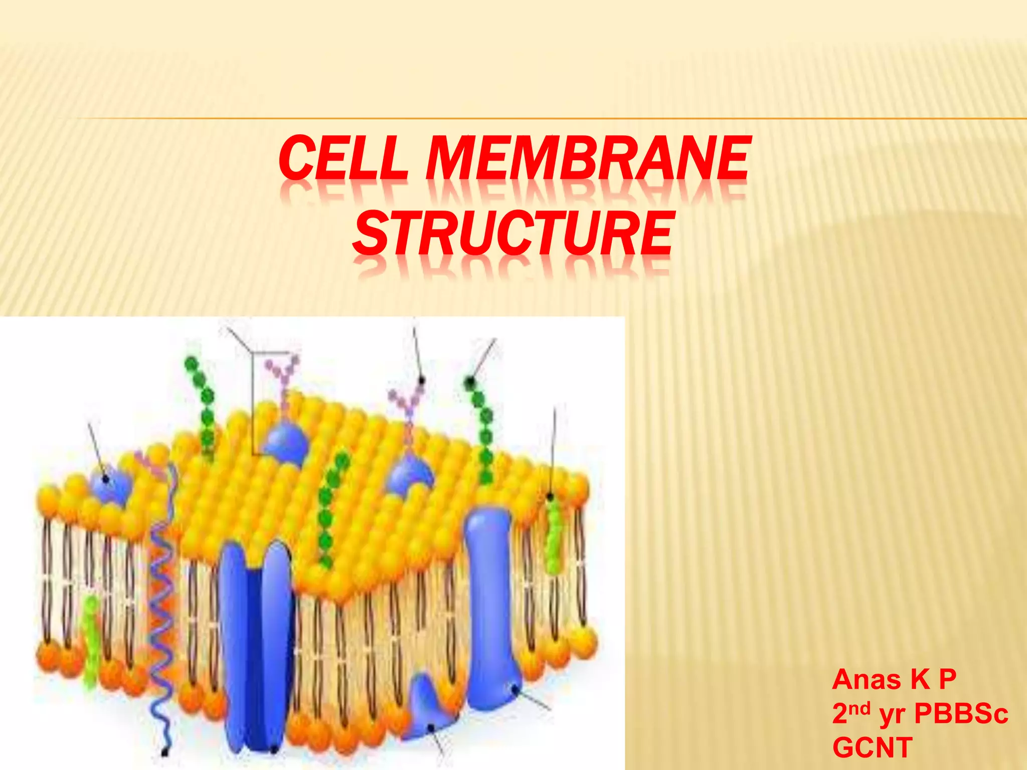 Cell membrane ppt | PPT