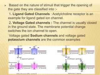  Based on the nature of stimuli that trigger the opening of
the gate they are classified into :-
1. Ligand Gated Channels : Acetylcholine receptor is an
example for ligand gated ion channel.
2. Voltage Gated channels : The channel is usually closed
in the ground state. The membrane potential change
switches the ion channel to open.
Voltage gated Sodium channels and voltage gated
potassium channels are the common examples
 
