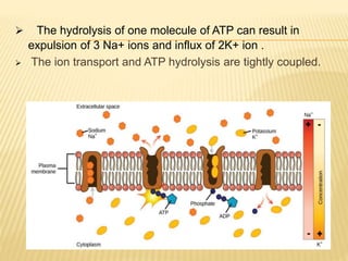  The hydrolysis of one molecule of ATP can result in
expulsion of 3 Na+ ions and influx of 2K+ ion .
 The ion transport and ATP hydrolysis are tightly coupled.
 