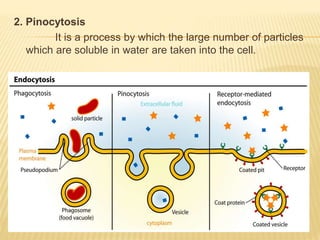 2. Pinocytosis
It is a process by which the large number of particles
which are soluble in water are taken into the cell.
 