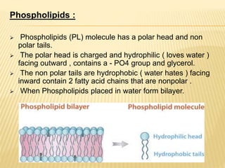 Phospholipids :
 Phospholipids (PL) molecule has a polar head and non
polar tails.
 The polar head is charged and hydrophilic ( loves water )
facing outward , contains a - PO4 group and glycerol.
 The non polar tails are hydrophobic ( water hates ) facing
inward contain 2 fatty acid chains that are nonpolar .
 When Phospholipids placed in water form bilayer.
 