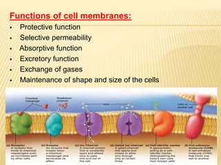 Functions of cell membranes:
 Protective function
 Selective permeability
 Absorptive function
 Excretory function
 Exchange of gases
 Maintenance of shape and size of the cells
 
