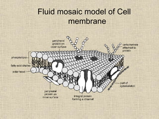 Fluid mosaic model of Cell
membrane
 