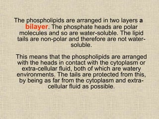 The phospholipids are arranged in two layers a
bilayer. The phosphate heads are polar
molecules and so are water-soluble. The lipid
tails are non-polar and therefore are not water-
soluble.
This means that the phospholipids are arranged
with the heads in contact with the cytoplasm or
extra-cellular fluid, both of which are watery
environments. The tails are protected from this,
by being as far from the cytoplasm and extra-
cellular fluid as possible.
 