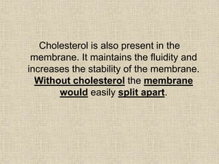 Cholesterol is also present in the
membrane. It maintains the fluidity and
increases the stability of the membrane.
Without cholesterol the membrane
would easily split apart.
 