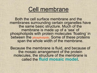 Cell Membranes!