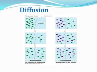 Diffusion