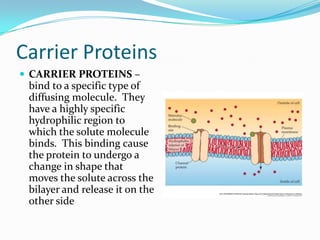 Carrier Proteins CARRIER PROTEINS – bind to a specific type of diffusing molecule.  They have a highly specific hydrophilic region to which the solute molecule binds.  This binding cause the protein to undergo a change in shape that moves the solute across the bilayer and release it on the other side