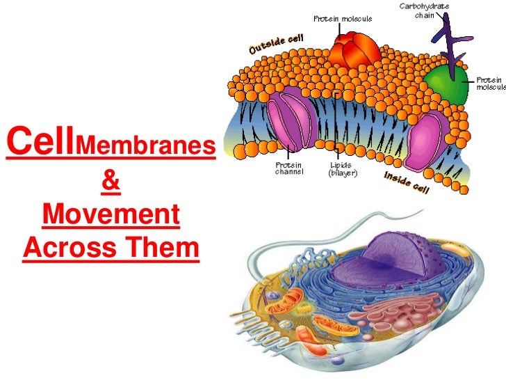 Cell membrane plant cell picture