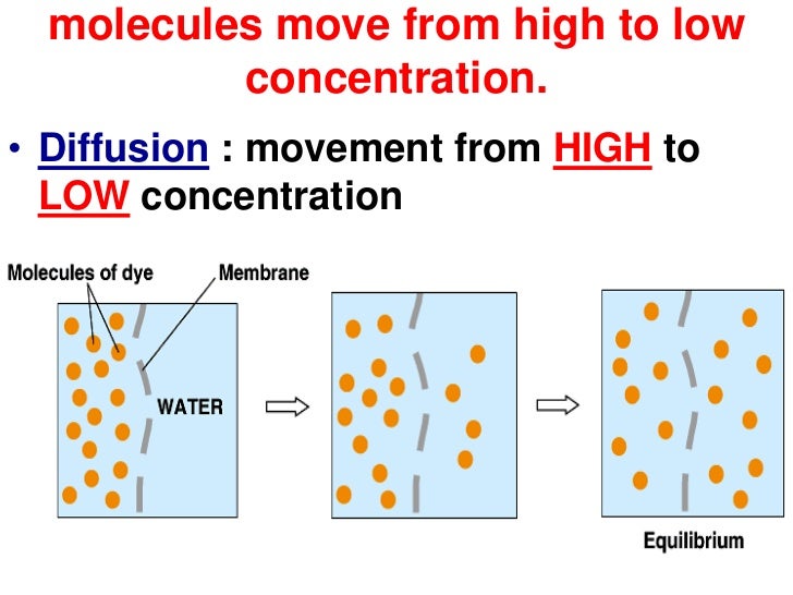 cell membranes movement of molecules from high to low concentration