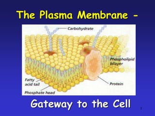 The Plasma Membrane -




  Gateway to the Cell   1
 