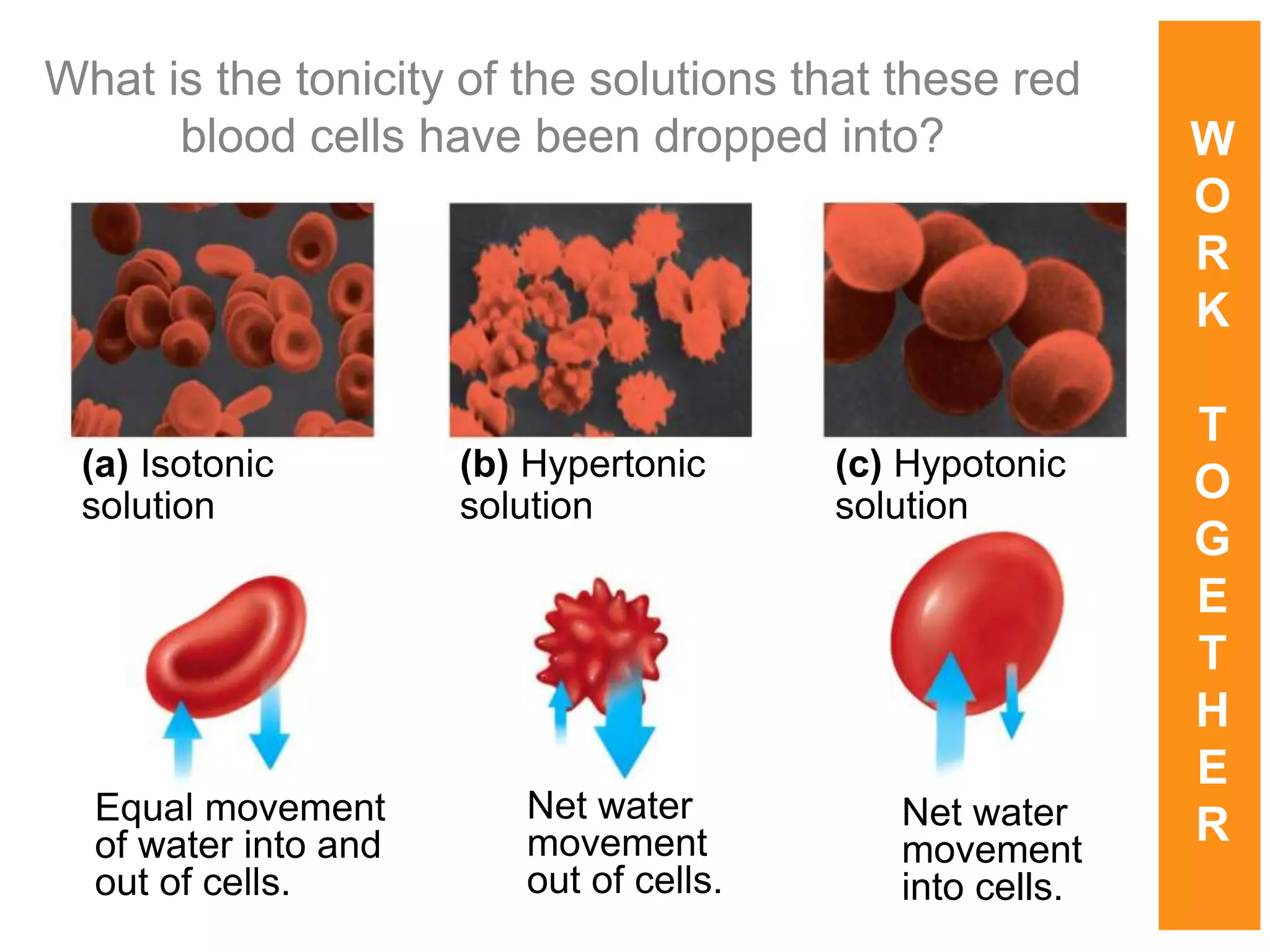 Cell Membranes by Maryam Sarwar.ppt