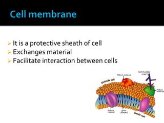 cell membrane seminar.pptx