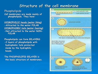 Structure of the cell membrane Phospholipids Cell membranes are made mainly of phospholipids. They have: HYDROPHILIC heads (water liking) -Attracted to the water POLAR HYDROPHOBIC tails (water fearing) -Not attracted to the water NON-POLAR Phospholipids can form BILAYERS -2 layers of phospholipids with hydrophobic tails protected inside by the hydrophilic heads. The PHOSPHOLIPID BILAYER is the basic structure of membranes. 