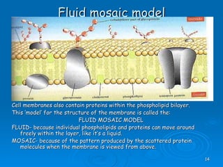 Fluid mosaic model Cell membranes also contain proteins within the phospholipid bilayer. This ‘model’ for the structure of the membrane is called the: FLUID MOSAIC MODEL FLUID- because individual phospholipids and proteins can move around freely within the layer, like it’s a liquid. MOSAIC- because of the pattern produced by the scattered protein molecules when the membrane is viewed from above. 