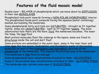 Features of the fluid mosaic model Double layer – BILAYER of phospholipids which can move about by  DIFFUSION  in their own  MONOLAYER Phospholipid tails point inwards forming a  NON-POLAR HYDROPHOBIC  interior. The phospholipid heads point outwards facing the aqueous (water containing) medium surrounding the membrane. Some phospholipids fatty acid tails are  SATURATED  – straight so fit together tightly. Some are  UNSATURATED  – bent so fit together  loosely . The more unsaturated tails there are the more  ‘fluid’  the membrane becomes. The lower the temp, the  less  fluid. Most protein molecules float like icebergs in the layers, some are fixed to  structures  inside the cell and don’t float. Some proteins are embedded in the outer layer, some in the inner layer and some  span  the two layers. Hydrophobic and Hyrdophilic parts of the protein molecules sit next to the  Hydrophobic and Hydrophilic  portions of the  phospholids  of the membrane. This ensures the proteins stay in the membrane. The membrane is  7nm  thick on average. Some phospholipids have carbohydrates attached to them –  GLYCOLIPIDS Some of the proteins have carbohydrates attached to them –  GLYCOPROTEINS The membrane also contains molecules of  CHOLESTEROL 