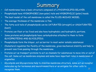 Summary Cell membranes have a basic structure composed of a PHOSPHOLIPID BILAYER. Phospholipds have HYDROPHOBIC (non-polar) tails and HYDROPHILIC (polar) heads. The best model of the cell membrane is called the FLUID MOSAIC MODEL The average thickness of the membrane is 7nm. The fatty acid tails of phospholipids can be SATURATED (straight) or UNSATURATED (bent) Proteins can float or be fixed and also have hydrophobic and hydrophilic portions. Some proteins and phospholipids have carbohydrates attached to them to form GLYCOPROTEINS AND GLYCOLIPIDS. Phospholipids form the bilayer, act as barrier to most water soluble substances Cholesterol regulates the fluidity of the membrane, gives mechanical stability and help to prevent ions from passing through the membrane. Proteins act as transport proteins to act as channels for substances to move into or out of the cell. Some act as membrane enzymes and some have important roles in membranes of organelles. Glycolipids and Glycoproteins help to stabilise membrane structure, some act as receptor molecules eg for hormones and neurotransmitters or as antigens for other cells to recognise them. 
