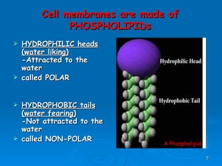 HYDROPHILIC heads (water liking) -Attracted to the water  called POLAR HYDROPHOBIC tails (water fearing) -Not attracted to the water called NON-POLAR Cell membranes are made of PHOSPHOLIPIDs A Phospholipid 