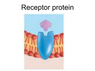 Receptor protein
 