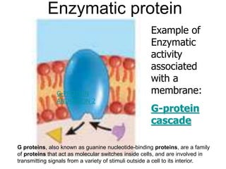 Enzymatic protein
Example of
Enzymatic
activity
associated
with a
membrane:
G-protein
cascade
G-PROTEIN
ANIMATION 2
G proteins, also known as guanine nucleotide-binding proteins, are a family
of proteins that act as molecular switches inside cells, and are involved in
transmitting signals from a variety of stimuli outside a cell to its interior.
 