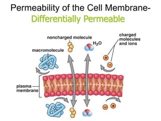 Permeability of the Cell Membrane-
Differentially Permeable
 