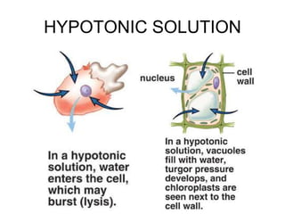 HYPOTONIC SOLUTION
 