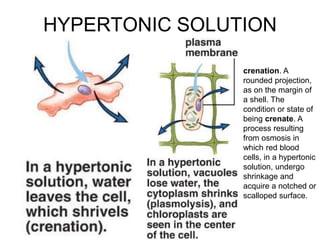 HYPERTONIC SOLUTION
crenation. A
rounded projection,
as on the margin of
a shell. The
condition or state of
being crenate. A
process resulting
from osmosis in
which red blood
cells, in a hypertonic
solution, undergo
shrinkage and
acquire a notched or
scalloped surface.
 