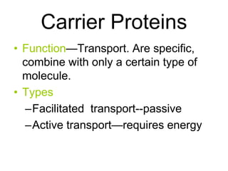 • Function—Transport. Are specific,
combine with only a certain type of
molecule.
• Types
–Facilitated transport--passive
–Active transport—requires energy
Carrier Proteins
 